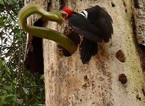 [VIDEO] Hồi hộp xem chim gõ kiến "ác chiến" với rắn để giành lại tổ