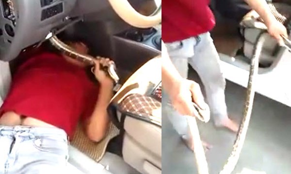 [VIDEO] Rùng minh tay không bắt trăn trong ô tô ở Lào Cai