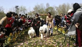 Đám cưới chó cưng đầu tiên ở Trung Quốc