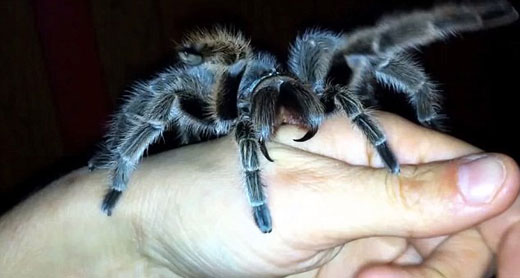 Sốc: Cô gái nuôi nhện độc làm thú cưng
