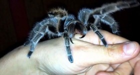 Cô gái nuôi nhện độc làm thú cưng