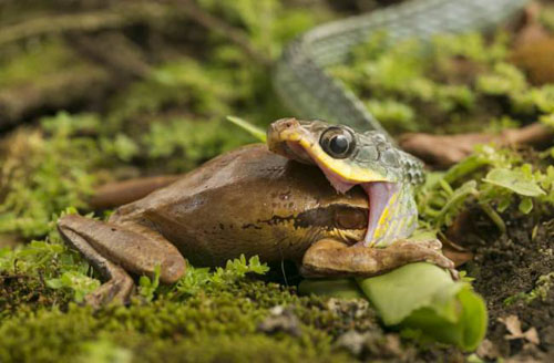 [VIDEO] Nuốt nhầm ếch độc, rắn chết thảm