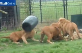 [VIDEO] Bi hài cả đàn sư tử bất lực trước màn nghịch dại của đồng loại