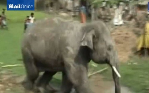 [VIDEO] Kinh hoàng đàn voi phá làng, quật người nằm bẹp dưới ruộng