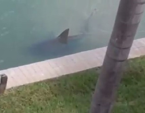 [VIDEO] Sốc khi nhìn thấy cá mập bơi ngoe nguẩy trong bể bơi gia đình