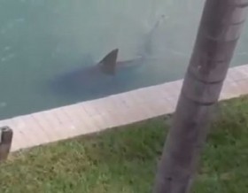 [VIDEO] Hoảng sợ khi thấy cá mập trong bể bơi gia đình