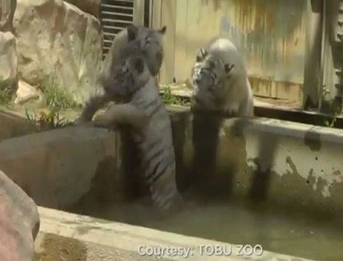 [VIDEO] Hai chú hổ con hợp sức cứu bạn rơi xuống hồ nước