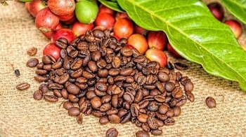 Tình hình dịch bệnh gia tăng ở châu Âu vẫn tác động tiêu cực lên giá cà phê