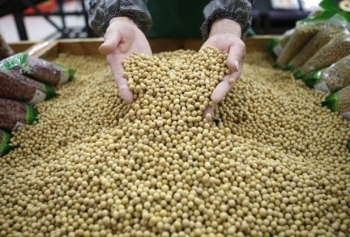 Brazil: Xuất khẩu đậu tương gặp khó khăn