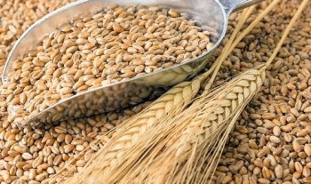 Ukraine: Giá lúa mỳ xuất khẩu tại biển Đen tiếp tục tăng trong tuần trước