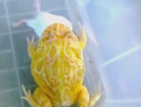[VIDEO] Rợn người xem "quái vật" ếch nuốt chửng chuột bạch