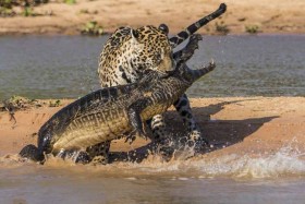 [VIDEO] Báo đốm xuống sông "làm gỏi" cá sấu