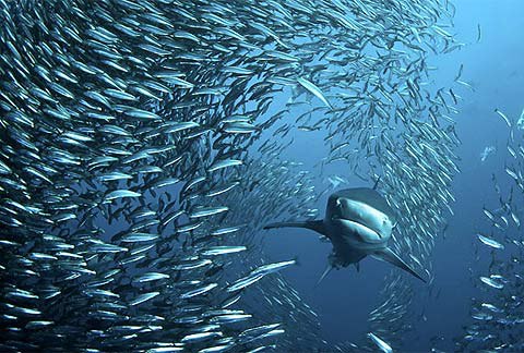 [VIDEO] Quân đoàn săn cá "khổng lồ" chưa từng thấy dưới đại dương