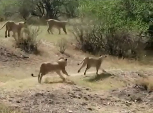 [VIDEO] Bắt nạt sư tử lạc đàn, khỉ đầu chó bị "bao vây"