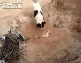 [VIDEO] Chó mẹ tự chôn cất chó con khiến nhiều người không kìm được nước mắt