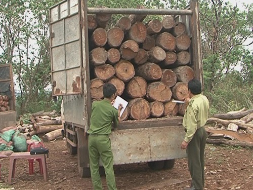 Đắk Lắk: Bắt giữa 11 m3 gỗ lậu