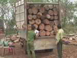Đắk Lắk: Bắt giữ hơn 11 m3 gỗ lậu