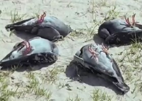 [VIDEO] Hàng loạt động vật bị thôi miên, nằm phơi bụng trên cát