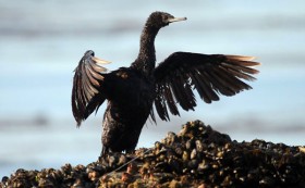 Động vật biển "kêu cứu" sau vụ tràn dầu lịch sử ở California