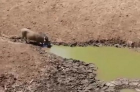 [VIDEO] Cá sấu "ẩn mình" phục kích lợn rừng bất thành