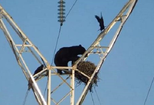 [VIDEO] Gấu đói liều lĩnh leo cột điện cao thế săn tổ quạ