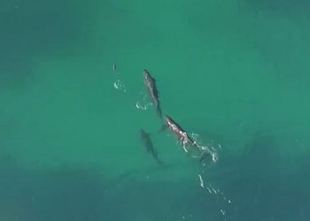 [VIDEO] Đàn cá voi truy sát cá mập