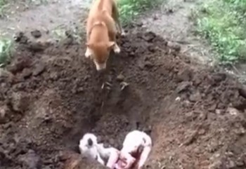 [VIDEO] Chó tự chôn bạn đã chết