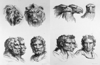 [Chùm ảnh] Khuôn mặt người khi tiến hóa từ các loài động vật khác