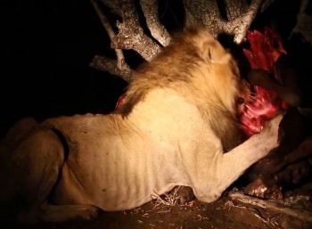 [VIDEO] Linh cẩu cắn xé sư tử cướp mồi