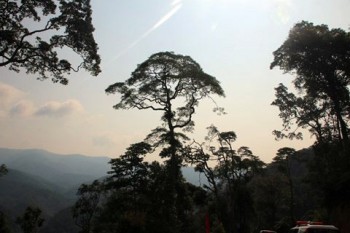 Khu rừng Pơmu khổng lồ trên dãy Ngọc Linh