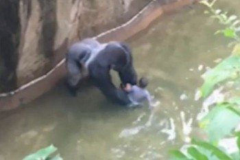 [VIDEO] Chú khỉ đột lôi bé trai trong hào nước
