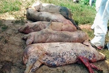 Đồng Tháp: Tiếp tục phát hiện các ổ dịch tả lợn châu Phi