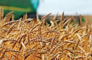 Thời tiết được cải thiện tại các vùng gieo trồng tiếp tục gây áp lực lên giá lúa mỳ