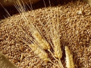 Argentina: Dự báo sản lượng lúa mỳ trong năm nay sẽ đạt mức kỷ lục 20 triệu tấn