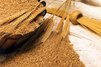 Ukraine: Xuất khẩu lúa mỳ đầu niên vụ 20/21 thấp hơn 21% so với niên vụ trước