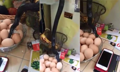 [VIDEO] Rắn đen đột nhập vào nhà trộm trứng