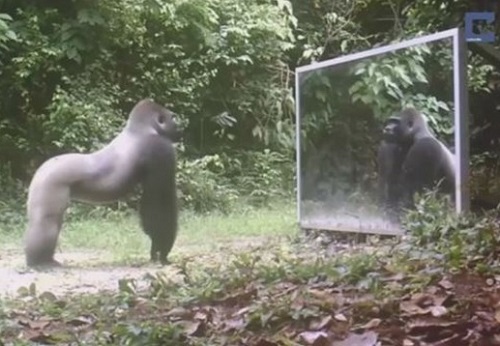 [VIDEO] Các loài động vật phản ứng 