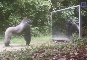 [VIDEO] Những phản ứng thú vị của các loài động vật khi lần đầu thấy mình trong gương