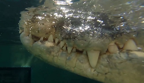 [VIDEO] Lặn cùng cá sấu 