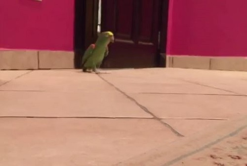 [VIDEO] Chú vẹt có điệu cười ‘bỉ ổi’ nhất hành tinh
