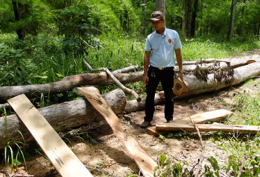 Vườn quốc gia Yok Đon - Dak Lak: Lâm tặc xẻ gỗ quý ngay bên đường tuần tra
