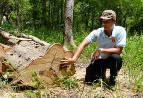 Lâm tặc ngang nhiên xẻ gỗ quý trong Vườn quốc gia Yok Đon