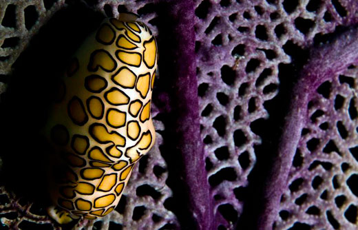7 sinh vật có hình dạng kì dị nhất dưới đáy đại dương