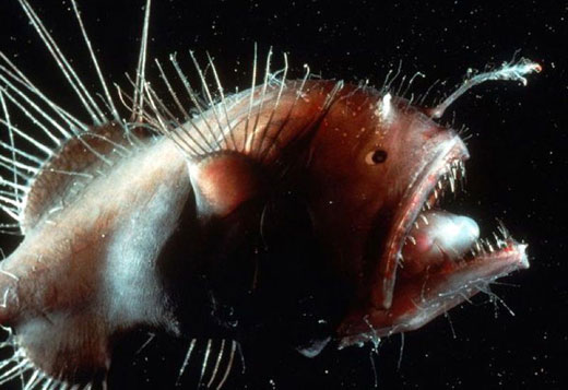 7 sinh vật có hình dạng kì dị nhất dưới đáy đại dương