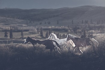 [Chùm ảnh] Rong ruổi theo loài ngựa hoang Bắc Mỹ
