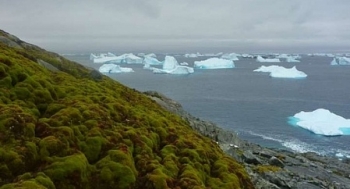 Nam Cực sẽ có "màu xanh" trong tương lai