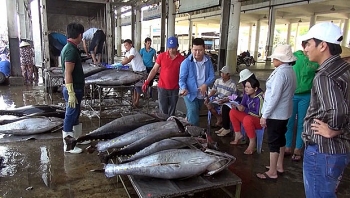 Làm gì để xuất khẩu cá biển đạt 8 tỉ USD năm 2030?