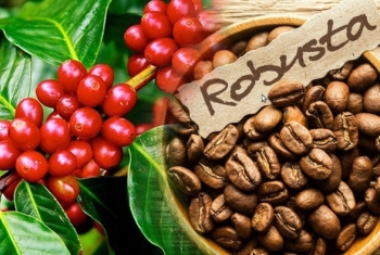 Giá cà phê Robusta tăng phiên thứ 7 liên tiếp