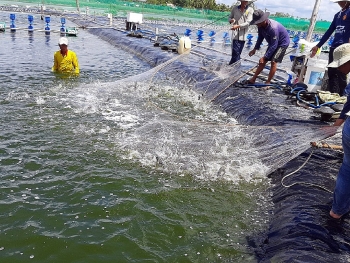 Làm thế nào để tránh "bẫy" phòng vệ thương mại?