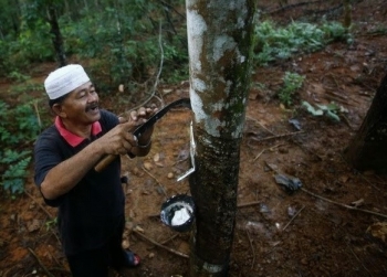 Malaysia: Sản lượng cao su tự nhiên trong tháng 4 giảm 33.5% so với cùng kỳ năm ngoái